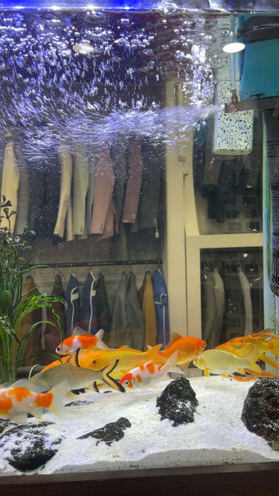 Trousers hanging in the shop, viewed through the in-store fish tank